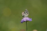 Schachbrett (16)
